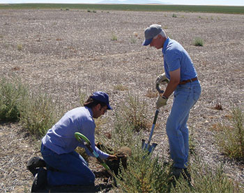 Hugh Beckie and fellow AAFC research scientist Bob Blackshaw examine glyphosate-resistant kochia in a fallow Alberta field in 2011. 