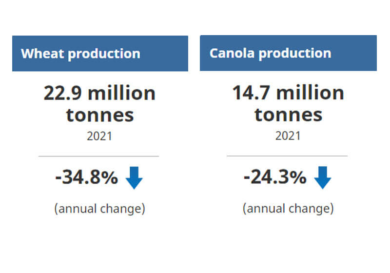 Thumbnail for Canadian Farmers Projected to Harvest Less Wheat and Canola