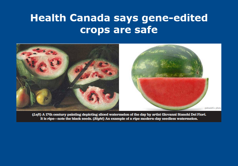 Thumbnail for Health Canada says gene-edited crops are safe 