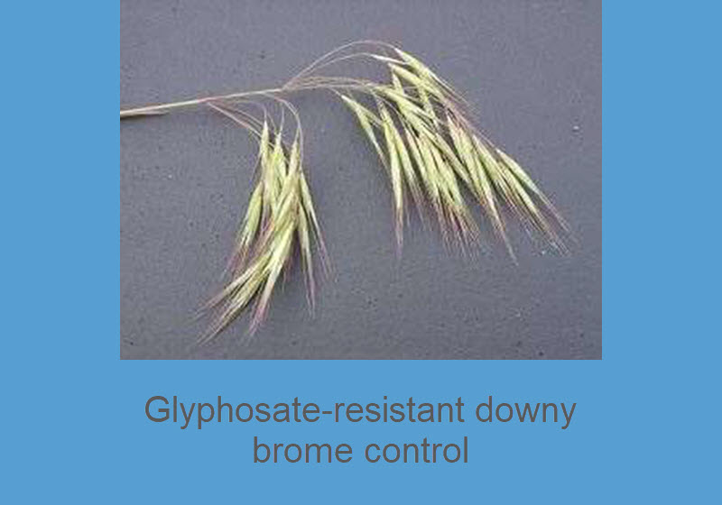 Glyphosate-resistant downy brome control