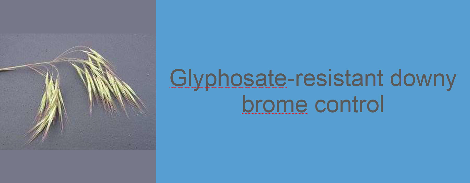 Glyphosate-resistant downy brome control
