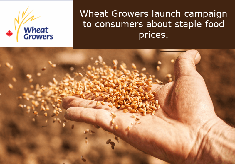 Wheat Growers launch campaign to consumers about staple food prices