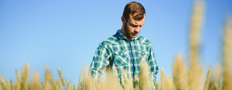 Biologist standing in wheat field