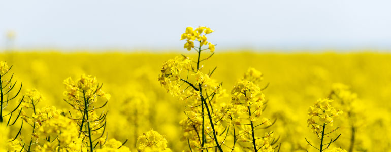 Canola plants in front of a yellow field of rape in full flower