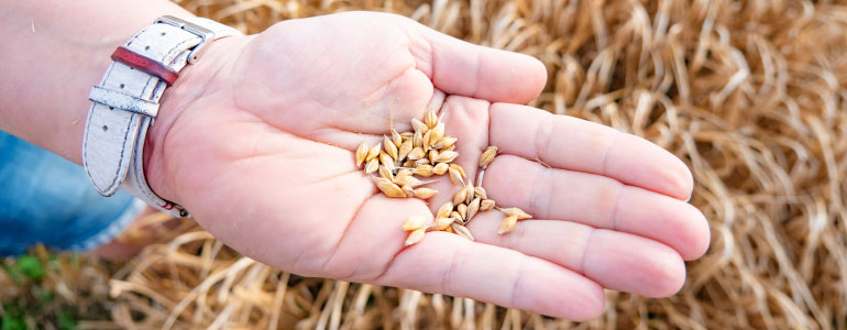 Barley seeds in the hand palm on the field. Agricultural industry