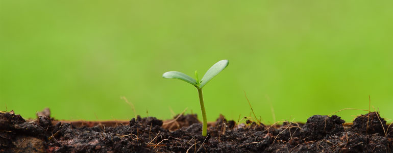 Seedling plant growing from the ground