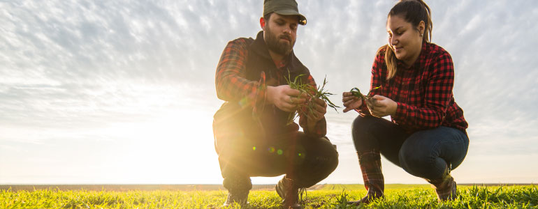 Young farmers examing planted wheat in the fields